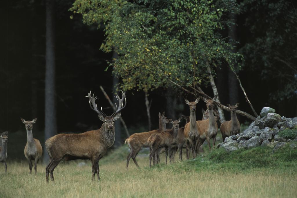 Kuskahusen Vandrarhem Andrarum-Brosarp Esterno foto